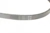 Ремінь генератора Ford Fiesta VI 1.25-1.6Ti 08- CONTINENTAL Contitech 6PK1033 ELAST (фото 3)