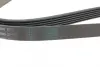 Ремінь генератора Opel Combo/Astra G 1.7DTi 01-/VW T4 2.0 90-03/Ford Mondeo 2.5 94-00 CONTINENTAL Contitech 6PK1590 (фото 3)